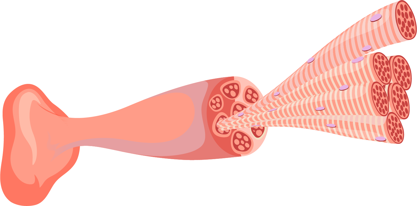 Troubles musculo-tendineux - Ostéopathe Le Plessis-Trévise - Marie-Alizée Lilly