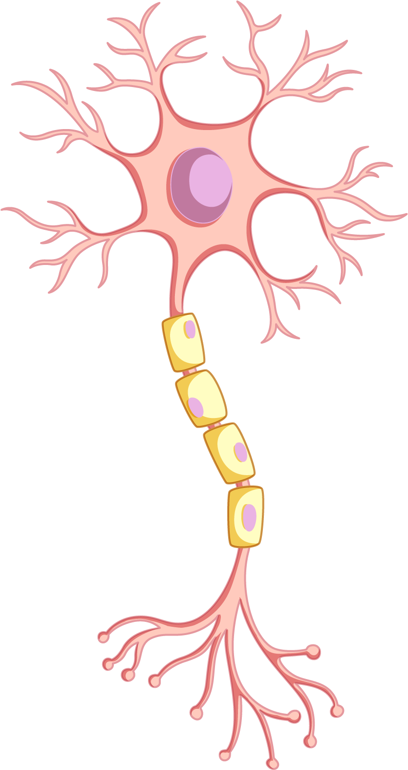 Système nerveux - neurologie - Ostéopathe Le Plessis-Trévise - Marie-Alizée Lilly