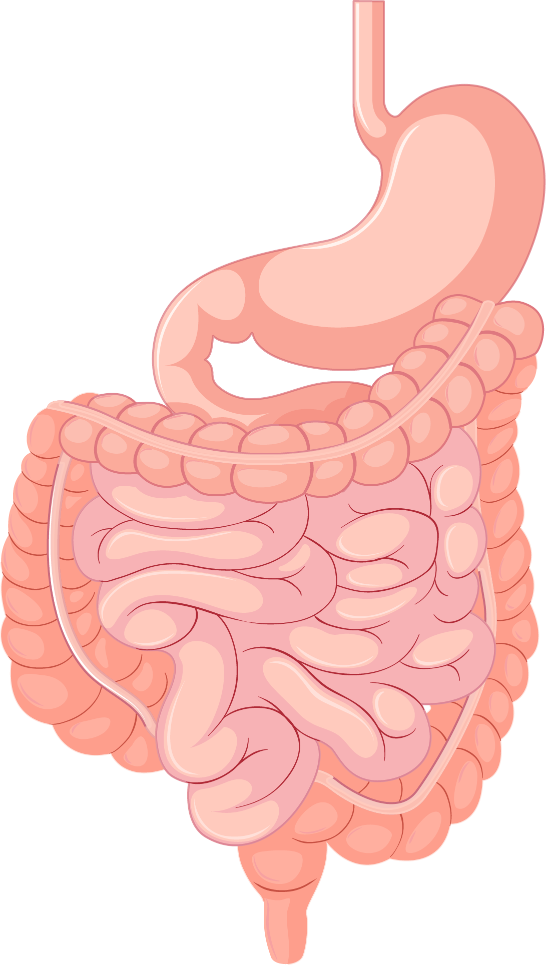 Système viscéral - gastrique - ventre - viscère - Ostéopathe Le Plessis-Trévise - Marie-Alizée Lilly
